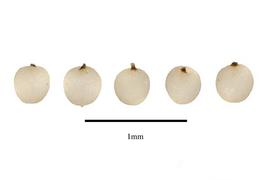   Seeds:   Halophila decipiens ; Photo by R. Gibbons, USDA APHIS PPQ, Kirkbride et al. (2006) 
