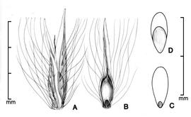   Floret, fruit, embryo:nbsp;  Imperata brasiliensis  (A-B, floret in two views; C-D, longitudinal section of fruit (caryopsis) in two views);nbsp;Illustration by L.E. Chandler from Gunn and Ritchie (1988) 
