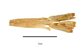   Infructescence:   Cypella herrerae ;nbsp;Photo by R. Gibbons, USDA APHIS PPQ, Kirkbride et al. (2006) 
