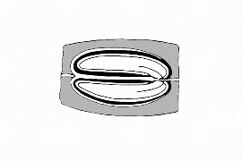  Embryo:   Desbordesia glaucescens ; Illustration by K. Parker, Kirkbride et al. (2006)
