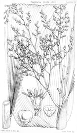   Fruit:   Joinvillea plicata  (2, fruit; 3, fruit transection); Illustration by H. de Alwis Seneviratne, Hooker#39;s J. Bot. Kew Gard. Misc. (1855),nbsp;courtesy of Watson and Dallwitz 1992 onwards 
