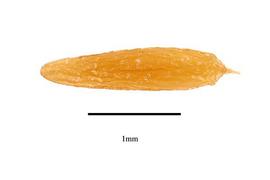   Seed:   Lilaea scilloides ;nbsp;USDA APHIS PPQ, Kirkbride et al. (2006) 
