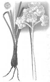   Fruits:   Lanaria lanata ; Illustration in Marloth#39;s The Flora of South Africa, Vol 4 (1915),nbsp;courtesy of Watson and Dallwitz 1992 onwards 
