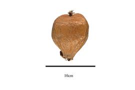  Fruit:  Barringtonia asiatica ; Photo by R. Gibbons, USDA APHIS PPQ, Kirkbride et al. (2006)
