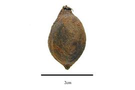  Fruit:  Lepidobotrys staudtii ; Photo by R. Gibbons, USDA APHIS PPQ, Kirkbride et al. (2006)
