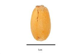 Seed:  Lissocarpa benthamii ; Photo by R. Gibbons, USDA APHIS PPQ, Kirkbride et al. (2006)
