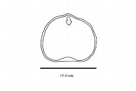  Embryo:  Magnolia rabaniana ; Illustration by K. Parker, Kirkbride et al. (2006)
