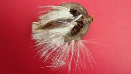   Fruit,nbsp;seeds:   Marsdenia hilariana ; Photo by Alex Popovkin, flickr
