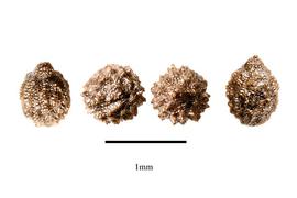   Seeds:   Mayaca fluviatilis ; Photo by R. Gibbons,nbsp;USDA APHIS PPQ, Kirkbride et al. (2006) 
