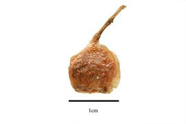  Fruit:  Medinilla  sp.; Photo by R. Gibbons, USDA APHIS PPQ, Kirkbride et al. (2006)
