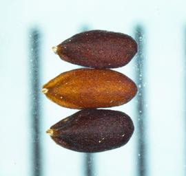   Fruits: nbsp; Melissa  sp; Photo by N. Diaz, USDA APHIS PPQ, imageID.idtools.org

