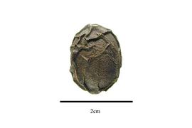  Fruit:  Fibraurea tinctoria ; Photo by R. Gibbons, USDA APHIS PPQ, Kirkbride et al. (2006)
