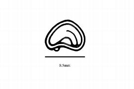  Embryo:  Hypertelis salsoloides ; Illustration by K. Parker, Kirkbride et al. (2006)
