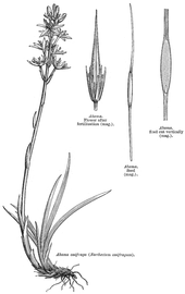   Fruit, seed:   Narthecium ossifragum ; Illustration by L. Steinheil and A. Riocreux, A general system of botanynbsp;(1873), courtesy of Watson and Dallwitz 1992 onwards 
