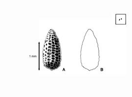   Seed:   Nechamandra alternifolia  (A, seed; B, seed outline);nbsp;Illustration by L.E. Chandler from Gunn and Ritchie (1988) 
