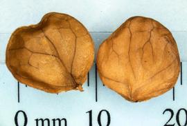  Seeds:   Nyctanthes  sp.; Photo by N. Diaz, USDA APHIS PPQ, imageID.idtools.org

