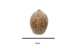  Seed:  Olax stricta ; Photo by R. Gibbons, USDA APHIS PPQ, Kirkbride et al. (2006)
