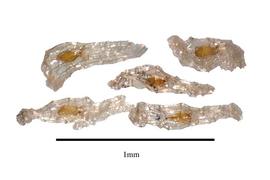   Seeds:   Calanthe calanthoid es; Photo by R. Gibbons, USDA APHIS PPQ, Kirkbride et al. (2006) 
