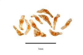   Seeds:   Calopogon tuberosus ; Photo by R. Gibbons,nbsp;USDA APHIS PPQ, Kirkbride et al. (2006) 
