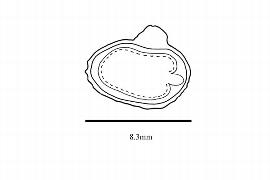  Embryo:  Deidamia clematoides ; Illustration by K. Parker, Kirkbride et al. (2006)
