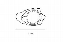  Embryo:  Passiflora ligularis ; Illustration by K. Parker, Kirkbride et al. (2006)
