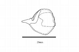  Embryo:  Pelliciera rhizophorae ; Illustration by K. Parker, Kirkbride et al. (2006)
