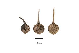  Fruit:  Piper cubeba ; Photo by R. Gibbons, USDA APHIS PPQ, Kirkbride et al. (2006)
