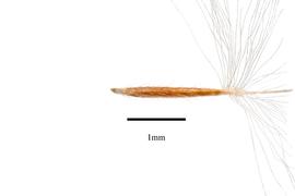   Floret:   Nassella hyalina ; Photo by R. Gibbons, USDA APHIS PPQ, Kirkbride et al. (2006) 
