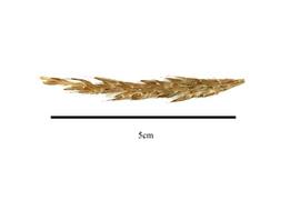   Infructescence:   Saccharum strictum , spikelets; Illustration by K. Parker, Kirkbride et al. (2006) 
