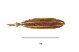  Fruit:  Maourera fluvitilis ; Photo by R. Gibbons, USDA APHIS PPQ, Kirkbride et al. (2006)
