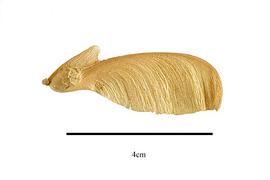  Fruit:  Securidaca sylvestris ; Photo by R. Gibbons, USDA APHIS PPQ, Kirkbride et al. (2006)
