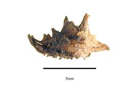   Fruit:   Pontederia cordata ; Photo by R. Gibbons,nbsp;USDA APHIS PPQ, Kirkbride et al. (2006) 
