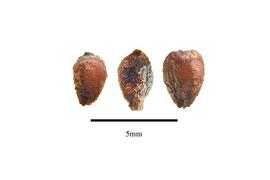   Seeds:   Pontederia cordata ; Photo by R. Gibbons,nbsp;USDA APHIS PPQ, Kirkbride et al. (2006) 
