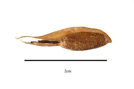  Fruit:   Posidonia australis,nbsp; with calyx; Photo by R. Gibbons, USDA APHIS PPQ, Kirkbride et al. (2006) 
