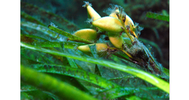   Fruits:   Posidonia australis ;nbsp;Photo by D. Muirhead, gbif.org 
