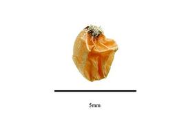  Seed:   Willdenowia teres ; Photo by R. Gibbons,nbsp;USDA APHIS PPQ, Kirkbride et al. (2006) 
