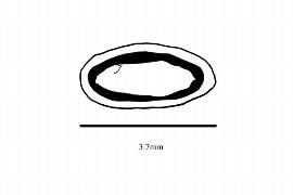   Embryo:   Scheuchzeria palustris ; Illustration by K. Parker, Kirkbride et al. (2006) 
