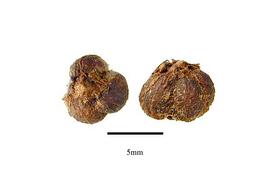   Seeds:   Smilax herbacea , clusters of seeds; Photo by R. Gibbons,nbsp;USDA APHIS PPQ, Kirkbride et al. (2006) 
