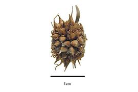   Infructescence:   Sparganium americanum;nbsp; Photo by R. Gibbons, USDA APHIS PPQ, Kirkbride et al. (2006) 
