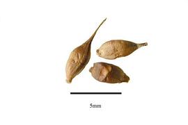   Fruits:   Sparganium americanum ;nbsp;Photo by R. Gibbons,nbsp;nbsp;USDA APHIS PPQ, Kirkbride et al. (2006) 
