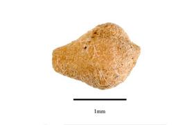   Seed:   Sparganium americanum ; Photo by R. Gibbons, nbsp;USDA APHIS PPQ, Kirkbride et al. (2006) 
