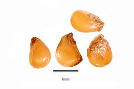  Seeds:  Stachyurus praecox ; Photo by R. Gibbons, USDA APHIS PPQ, Kirkbride et al. (2006)

