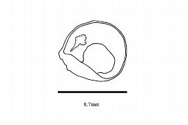  Embryo:  Huertea cubensis ; Illustration by K. Parker, Kirkbride et al. (2006)
