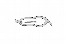   Embryo:   Stemona tuberosa ; Illustration by K. Parker, Kirkbride et al. (2006) 
