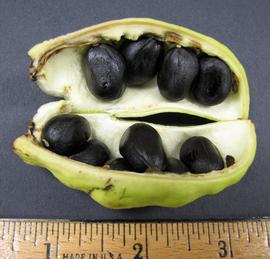   Fruit,nbsp;seeds:   Sterculia  sp., longitudinal section of fruit showing seeds; Photo by N. Diaz, USDA APHIS PPQ, imageID.idtools.org
