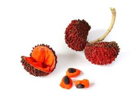   Fruits,nbsp;seeds:   Tabernaemontana solanifolia ; Photo by Mauricio Mercadante, flickr
