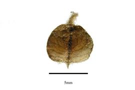  Fruit:  Tremandra stelligera ; Photo by R. Gibbons, USDA APHIS PPQ, Kirkbride et al. (2006)
