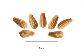  Seeds:  Tricliceras pilosum ; Photo by R. Gibbons, USDA APHIS PPQ, Kirkbride et al. (2006)
