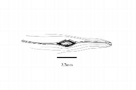   Embryo:   Typha angustifolia ; Illustration by K. Parker, Kirkbride et al. (2006) 
