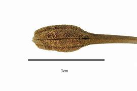   Fruit:   Vellozia phantasmagorica , with peduncle;nbsp;Photo by R. Gibbons, USDA APHIS PPQ, Kirkbride et al. (2006) 
